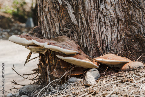 Photos Large bracket fungus growing at the base of a tree trunk in a dry forest environment