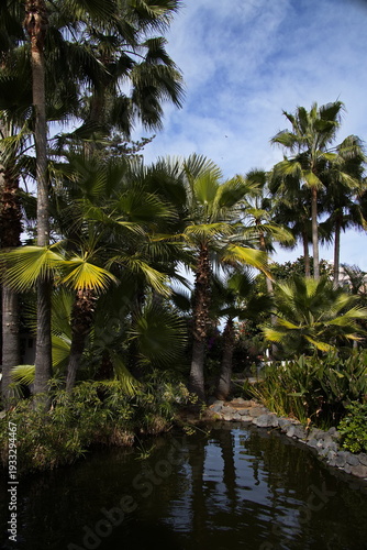 Photography Palm trees in Jardin Sitio Litre in Puerto de la Cruz, Tenerife, Canary, Canary