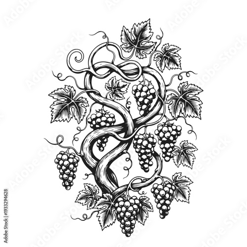 Elegant grapevine with curling tendrils, leaves and grape clusters in decorative style — grape vine, grape leaves, vineyard design, wine emblem, vine illustration