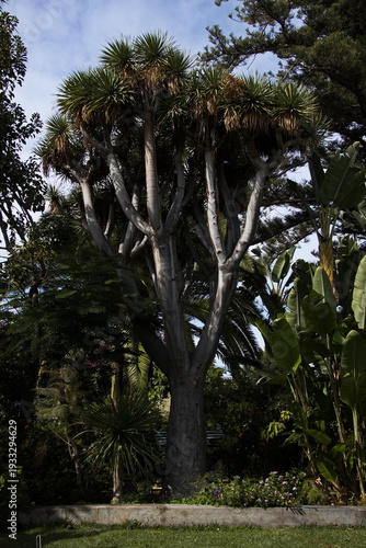 Canvas Print Dragon tree in Jardin Sitio Litre in Puerto de la Cruz, Tenerife, Canary, Canary