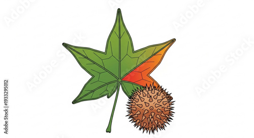 Autumn maple leaf with spiky brown seed pod and changing colors on white background illustration
