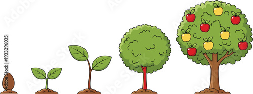 Apple tree growth stages from seed to fruit bearing tree, plant life cycle progression isolated on white background, educational gardening illustration