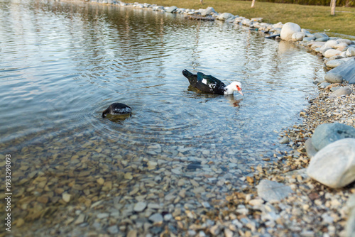 Two Muscovy ducks swimming in a clear pond next to a rocky shore with green grass. Wildlife nature background.
