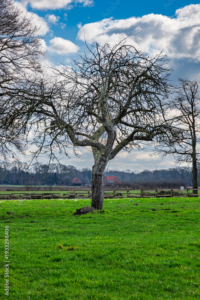 Fototapeta premium tree in the field