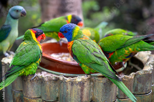 Different colorful parrots birds in Loro Parque on Tenerife close up on trees during morning feeding