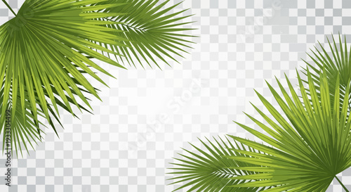 Tropical palm leaves on transparent background with checkered pattern.