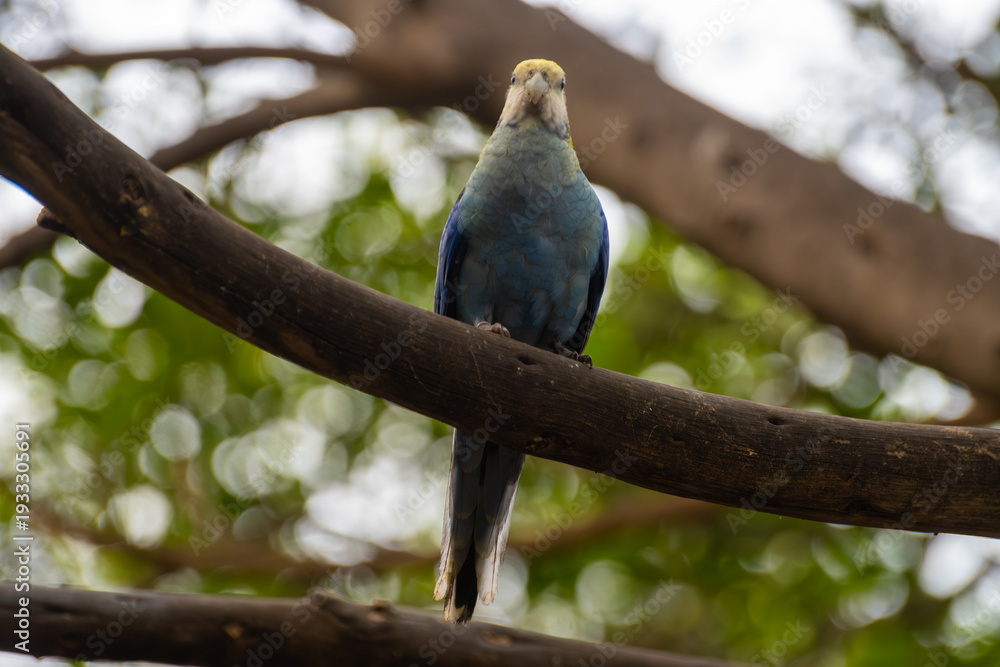 Obraz premium Different colorful parrots birds in Loro Parque on Tenerife close up on trees during morning feeding