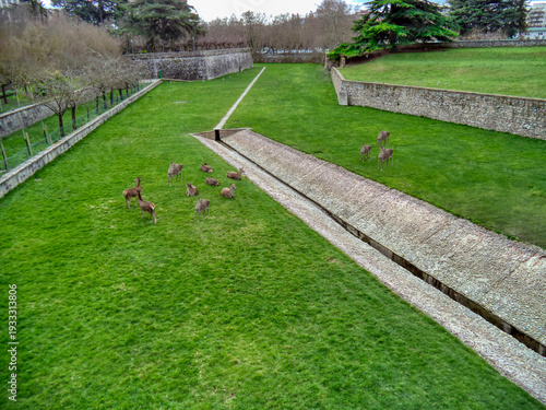 Red deer grazing in the moat of the Citadel of Pamplona, ​​Navarre, Spain