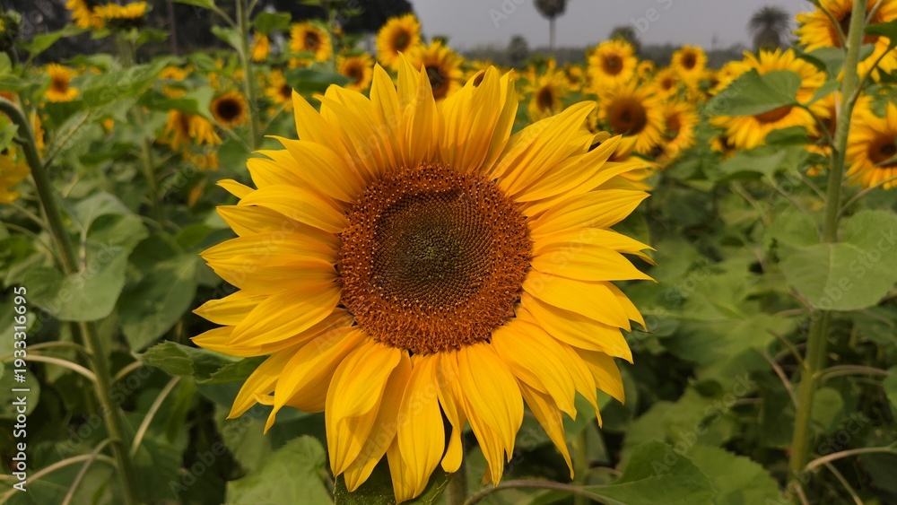 Obraz premium Sunflower garden