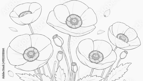Coloring page: Poppy flowers with wide-open petals and round seed pods in the center, simple line art