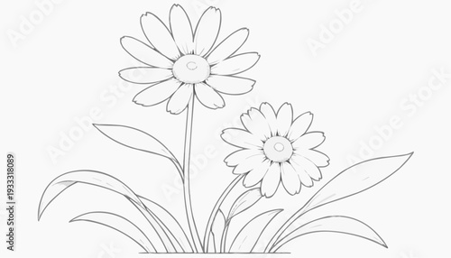 Coloring page: Chamomile flowers with thin petals and small leaves, simple line art