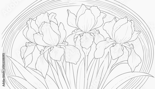 Coloring page: Iris flowers with large outer and inner petals on a white background, line art