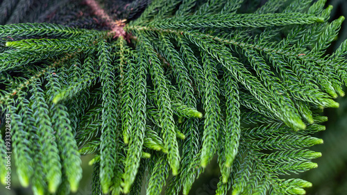 Green branch of Araucaria, shallow depth of field.