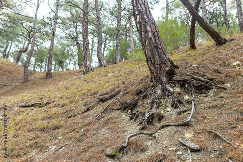 Obraz na plátně Old pine trees growing on a steep hillside with exposed roots