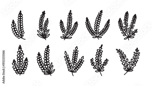 Hand Drawn Lavender Sprigs Collection Minimalist Outline Botanical Elements