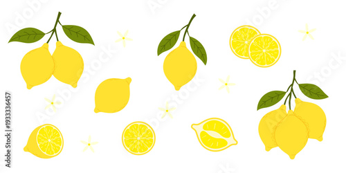 Lemon tree branch set with whole yellow fruits, green leaves and white flowers, citrus slices and halves on white background. Vector illustration