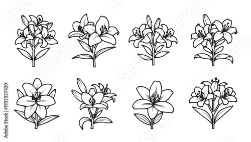 Collection of Lily Flower Line Art Illustrations Isolated on White Background
