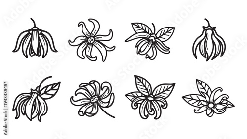 Ylang Ylang Flower Line Art Collection Botanical Illustration Tropical Floral Elements Isolated Vector Graphics