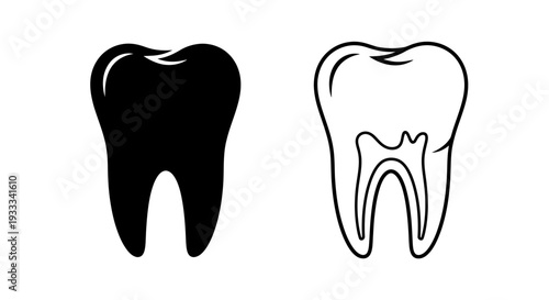 Tooth anatomy dental health Vector