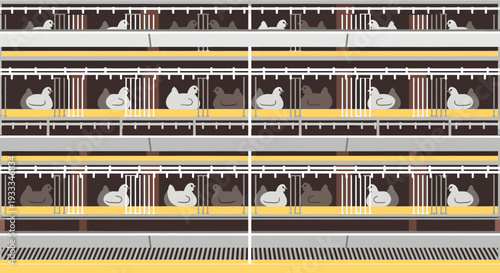 Rows of White Ducks in Cages on a Farm.