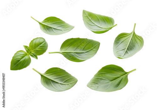 Several green basil leaves on transparent background