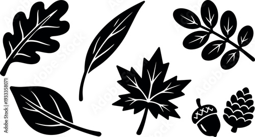 Flat design botanical leaf and acorn silhouettes set with maple oak willow and pine cone isolated bold black vector icons