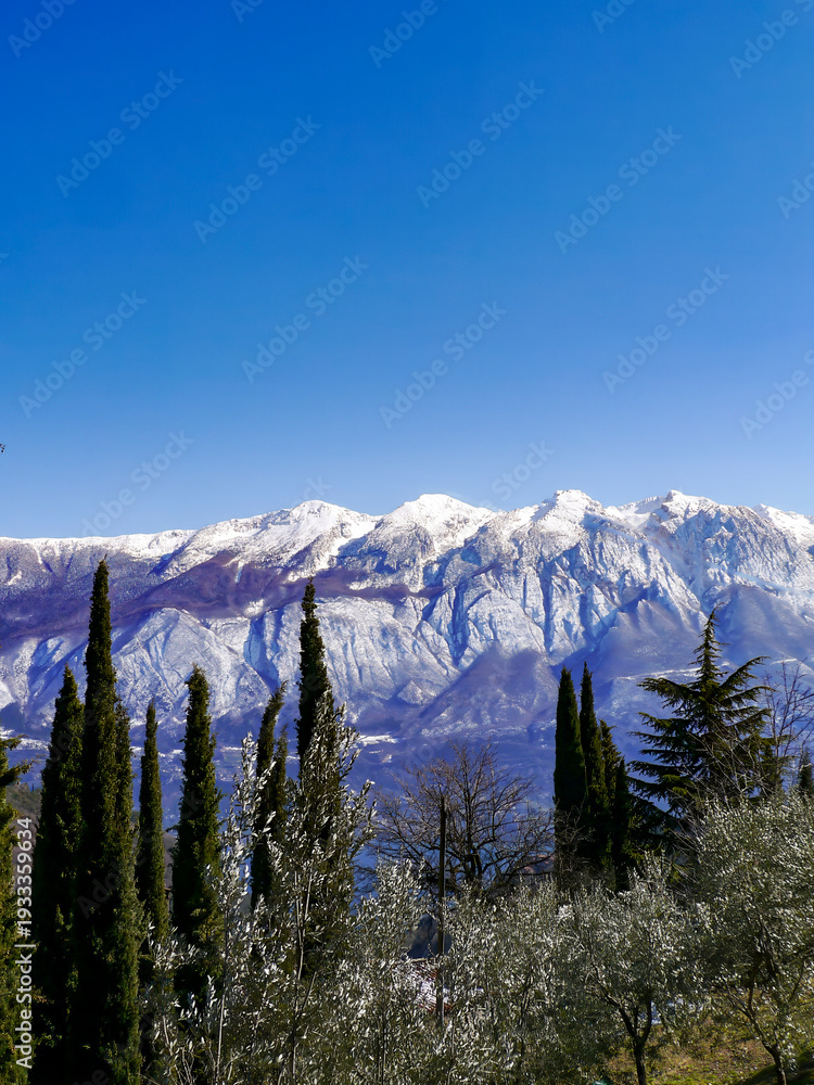 Fototapeta premium View of snow-covered Monte Baldo. Cypress trees and olive trees in the foreground. Taken in Musio, a district of Tremosine.