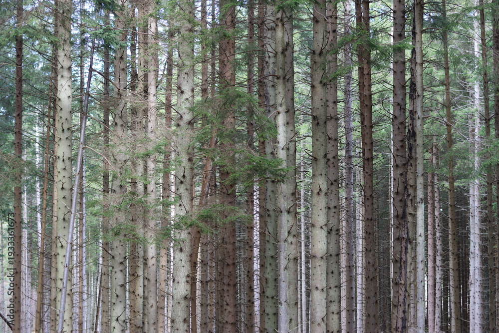 Fototapeta premium Tall conifer tree trunks in a woodland