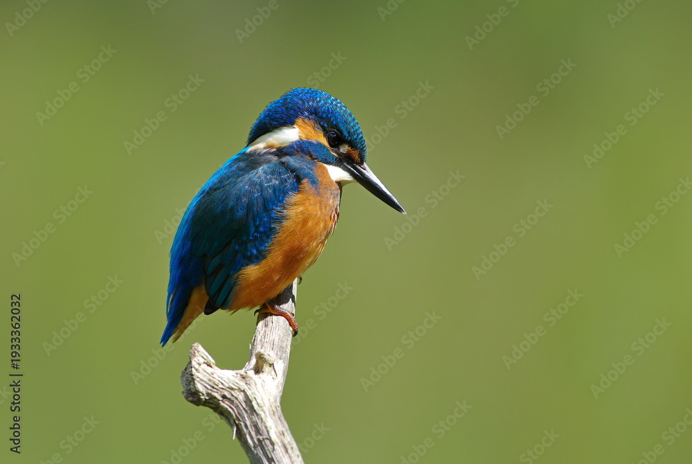 Obraz premium kingfisher on the branch
