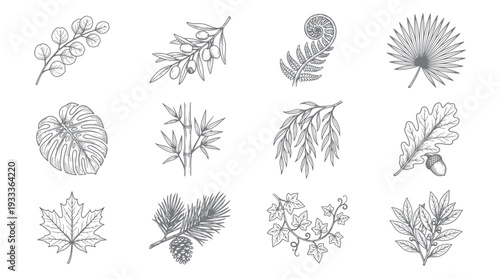 Botanical plant leaf illustration collection featuring natural foliage branch sketch designs for organic decoration nature themed graphic design and vintage educational botanical reference material