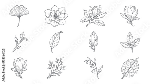 Elegant botanical flower and leaf sketch collection featuring delicate floral illustration designs for natural organic decoration wedding stationery and vintage artistic graphic design element