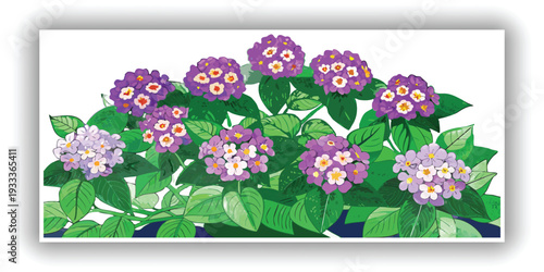 A lush, vibrant Lantana bush, centered in the frame, is depicted against a transparent background. The bush displays an abundance of small, clustered purple flowers and verdant green leaves, creating 