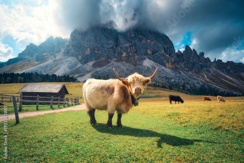 Scottish Highland cow stand...