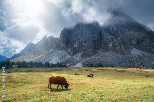 Two Scottish Highland cows ...