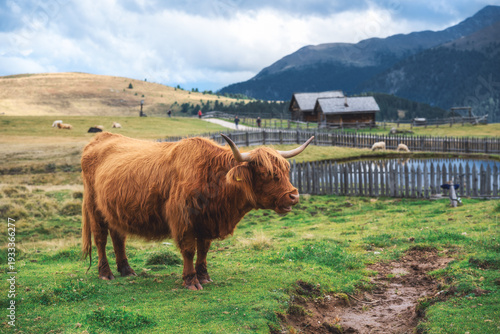 Scottish Highland cow with ...