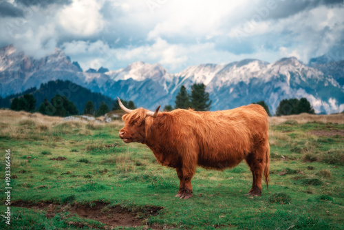 Scottish Highland cow with ...