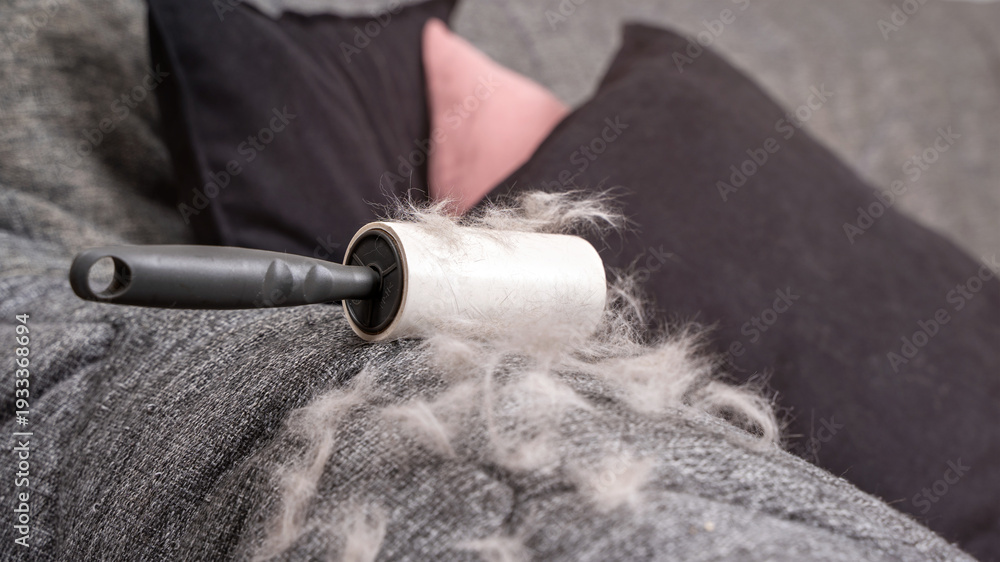 Fototapeta premium Adhesive lint roller with pet hair on sofa near black cushion. Concept of heavy pet shedding, furniture cleaning tool, household hygiene maintenance for controlling fur accumulation in living space