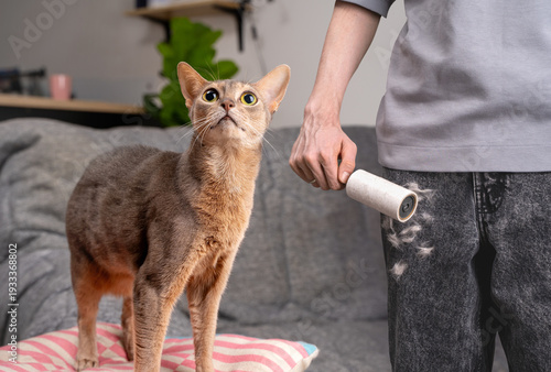 Man removes with sticky lint roller visible pet hair from black jeans, abyssinian cat stands near. Concept of daily clothing care routine, quick outfit refresh, practical pet owner cleaning solution