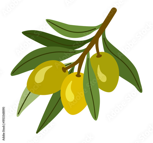 Green olive twig isolated on white background. Organic plant element in flat vector design.