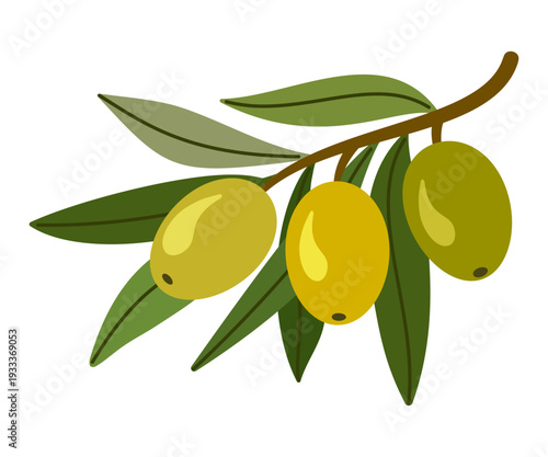 Green olive twig isolated on white background. Organic plant element in flat vector design.