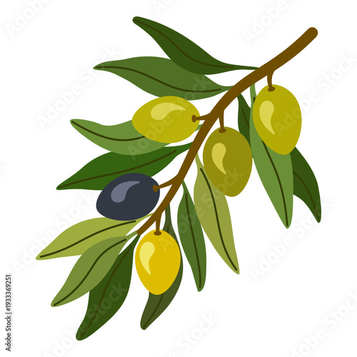 Ripe olive branch featuring green and dark olives. Natural Mediterranean plant illustration in flat vector style.