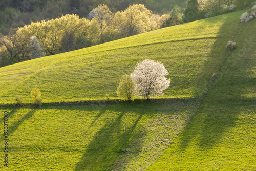 Blooming tree on the slope of a green hill in early spring.