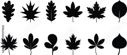 Leaf silhouettes collection, maple oak and deciduous foliage vector icons, nature elements set, cad drawing flat vector illustration.