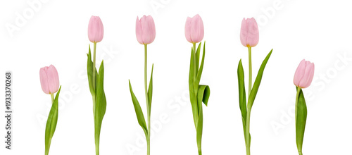 Принти на полотні Pink tulips arranged in a row with varying heights and positions, showcasing del