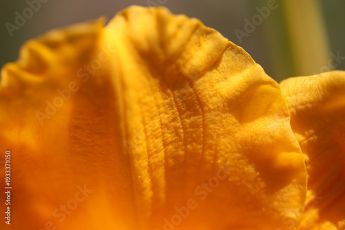 Closeup Of Golden Yellow Flower Petal With Soft Sunlight And Rich Texture