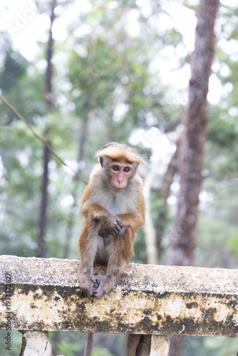 Photography Close-up portrait of a wild Toque macaque monkey lonely sitting on a stone railing and looking at camera in Sri Lanka