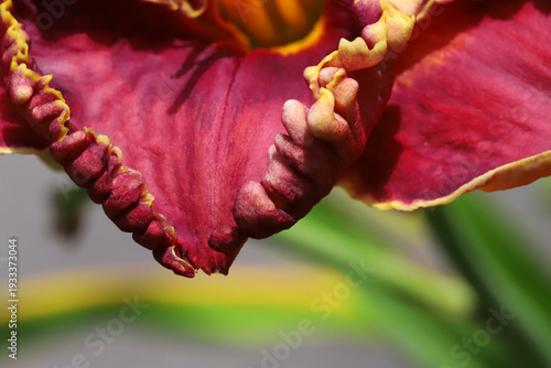 Closeup Of Red Floral Petal With Ruffled Edges, Vibrant Color And Textured De...