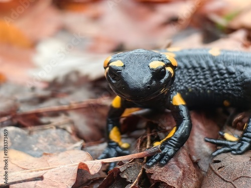 Fire Salamander, a tailed amphibian known for its vibrant yellow and black markings. 