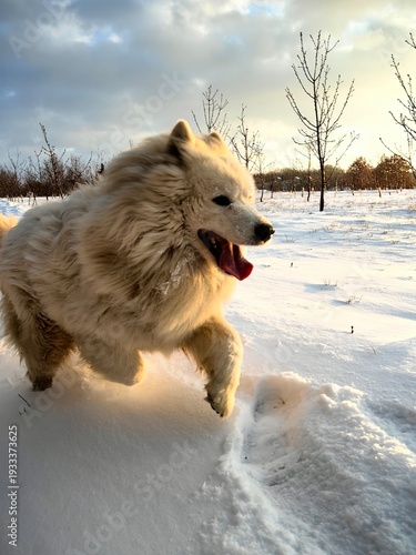 Samoyed dog. Happy dog on a sunny winter day playing in snow