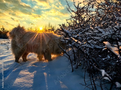 Samoyed dog. Happy dog on a sunny winter day playing in snow